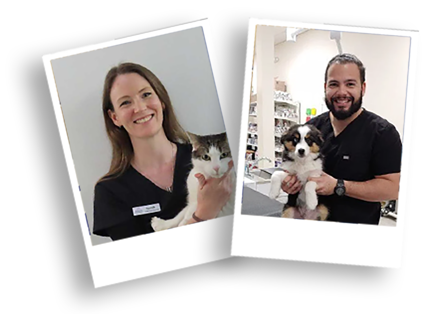 VetPeace veteriner klinik saha deneyimi ve ekip çalışması